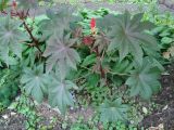 Ricinus communis. Цветущее растение. Иркутск, дворовая территория. 16.09.2014.