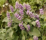 Phlomoides oreophila. Цветущие растения. Кыргызстан, Нарынская обл., левый берег долины р. Нарын, окр. с. Таш-Башат. 06.06.2015.