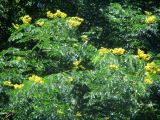 Caesalpinia ferrea. Часть кроны с соцветиями. Австралия, г. Брисбен, парк Университета Квинсленда. 06.01.2016.