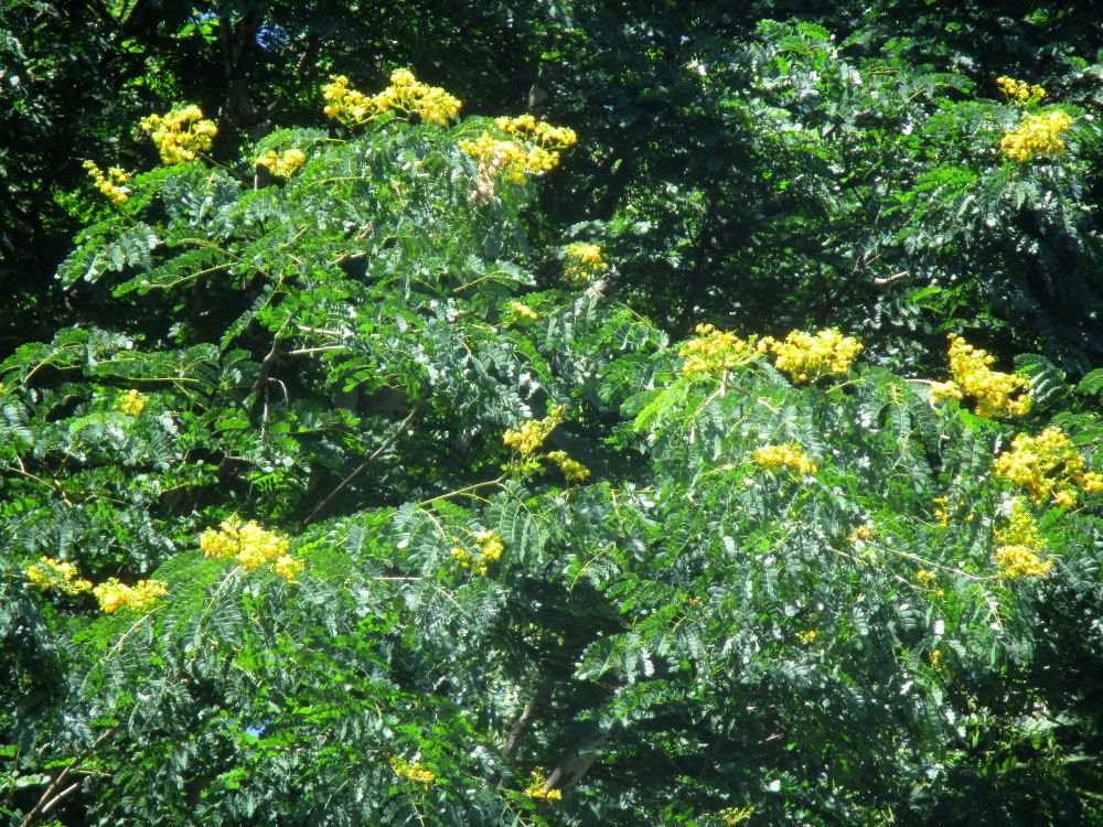 Изображение особи Caesalpinia ferrea.