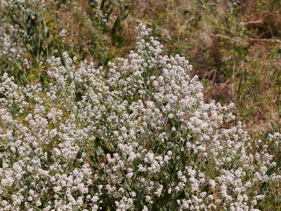 Изображение особи Lepidium latifolium.