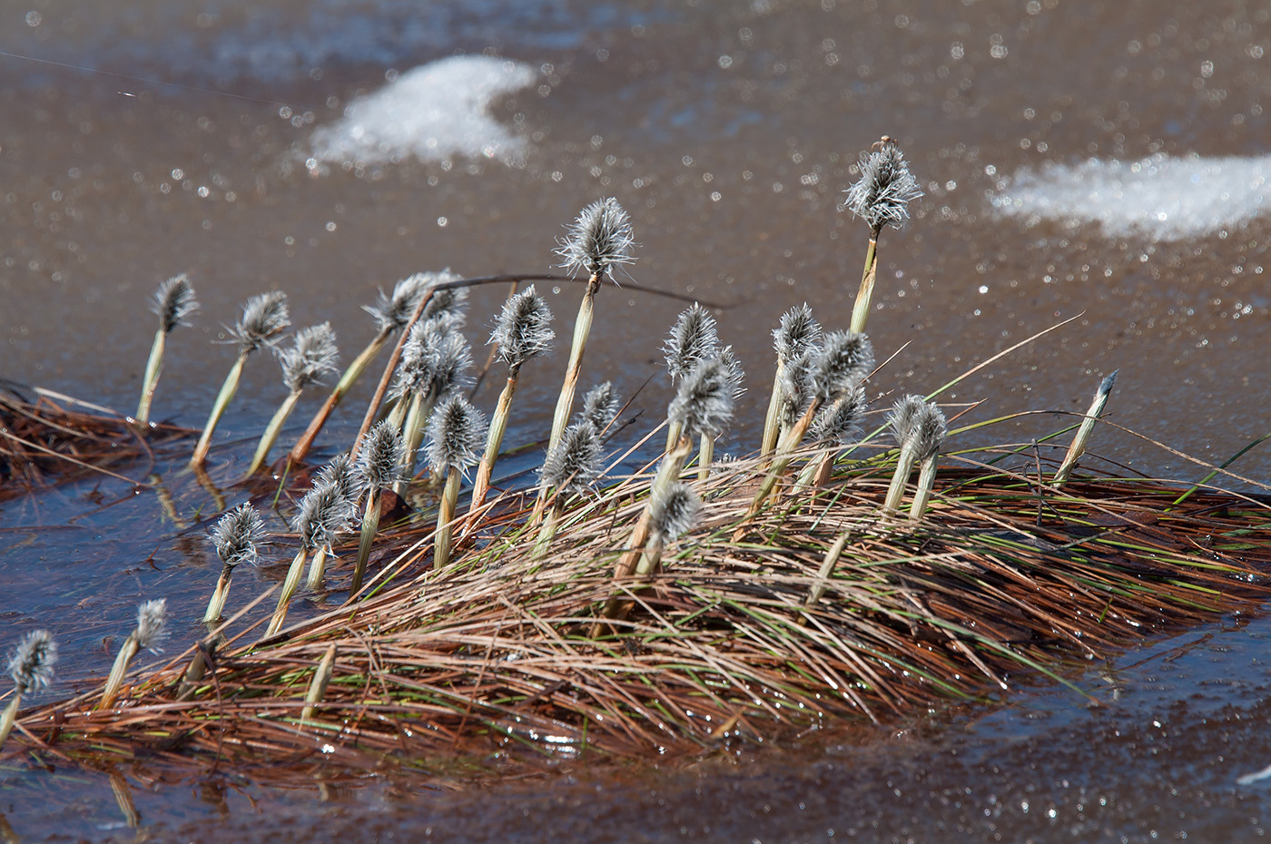 Болотная 20. Пушица растение. Eriophorum vaginatum. Пушица влагалищная. Eriophorum spissum.