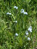 Myosotis imitata. Цветущее растение. Кыргызстан, Нарынская обл., левый берег р. Нарын, долина руч. Ирису. 12.06.2015.