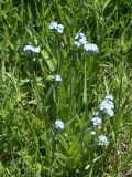 Myosotis imitata