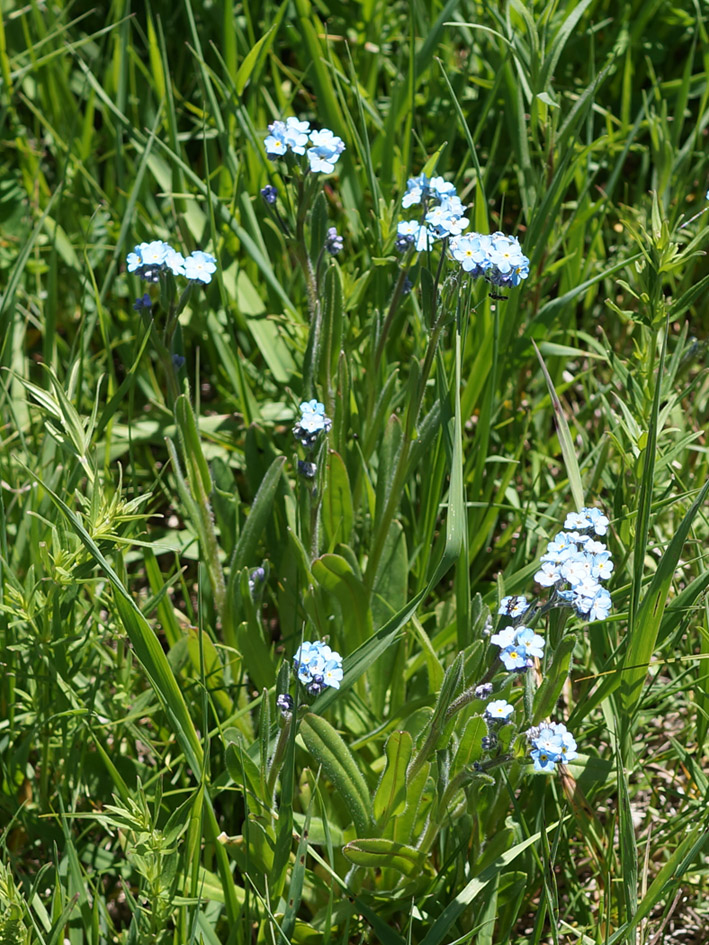 Изображение особи Myosotis imitata.