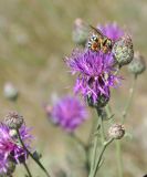 Centaurea adpressa. Соцветие с фуражирующей дикой пчелой. Восточный Казахстан, Уланский р-н, окр. с. Украинка, луг. 13.07.2008.