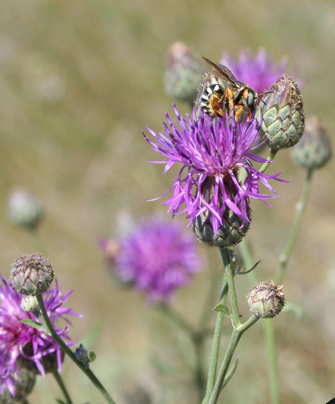 Изображение особи Centaurea adpressa.