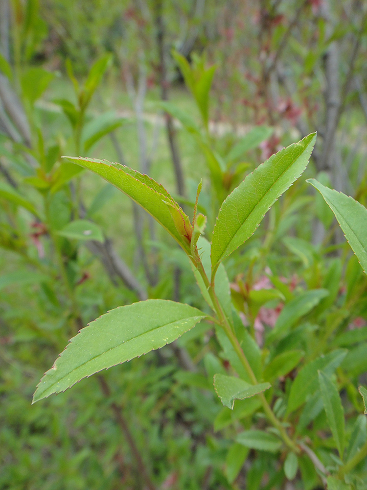 Image of genus Amygdalus specimen.