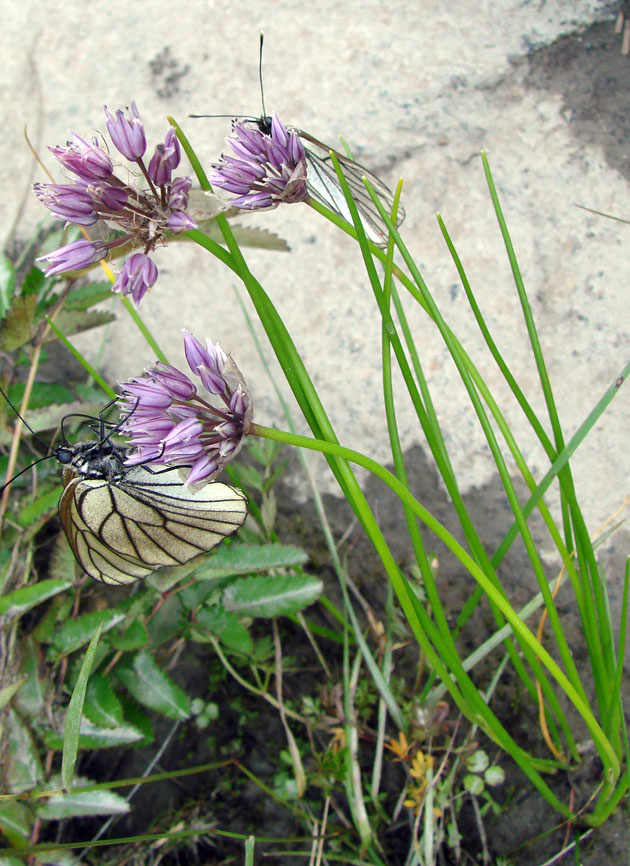 Image of Allium maximowiczii specimen.