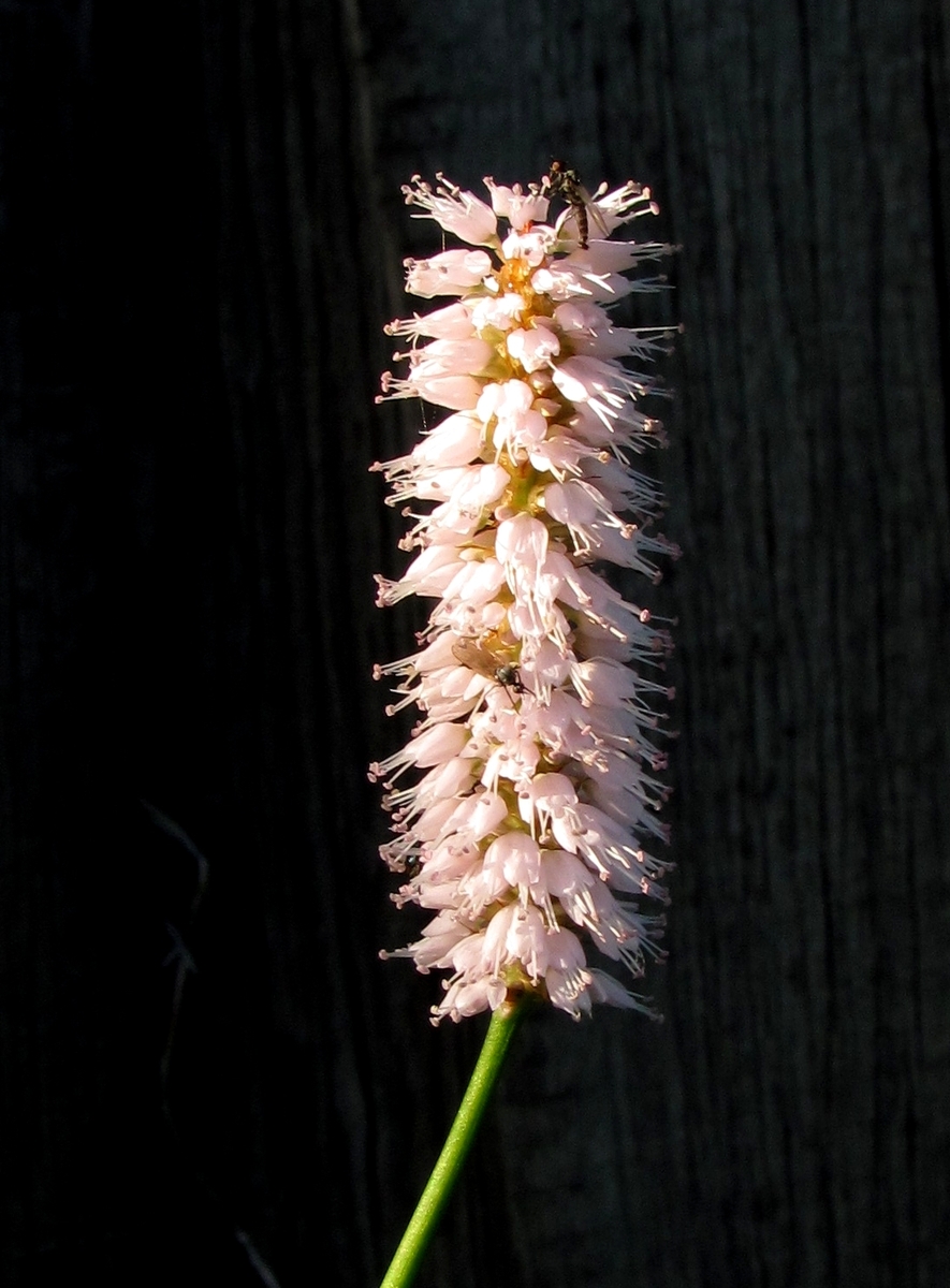 Image of Bistorta officinalis specimen.