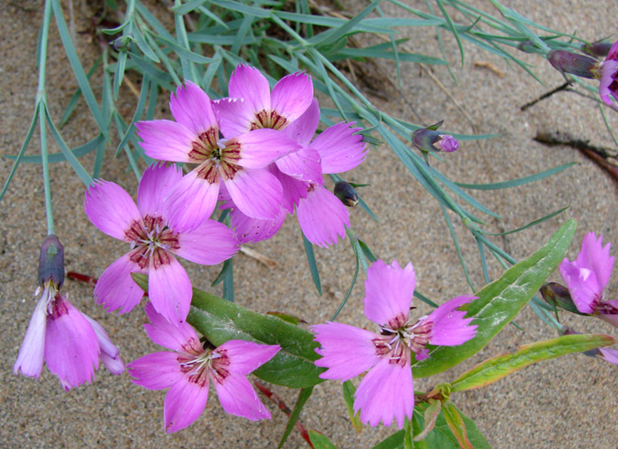 Image of Dianthus repens specimen.