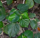 Hibiscus elatus