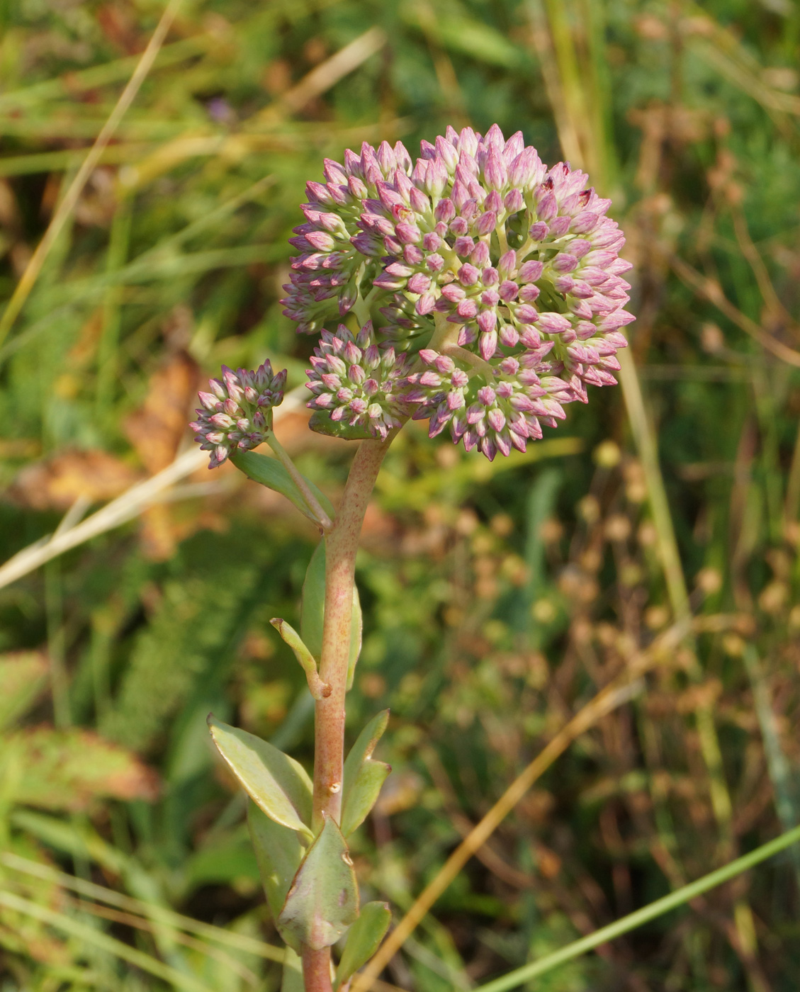 Изображение особи Hylotelephium triphyllum.