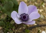 Anemone coronaria