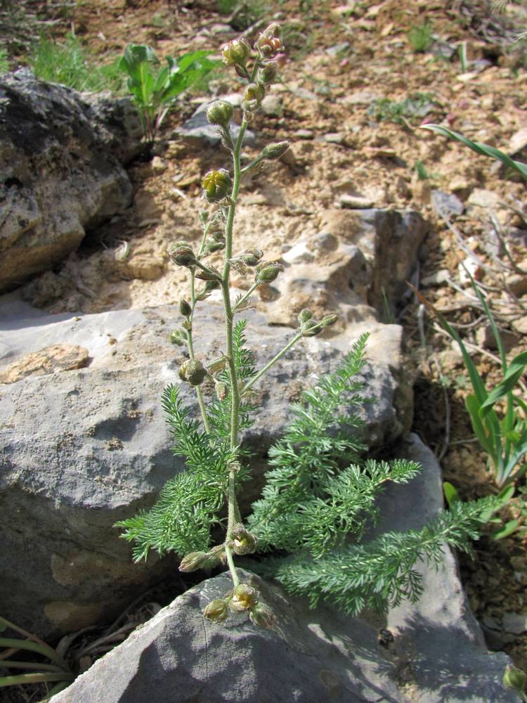 Image of Biebersteinia multifida specimen.