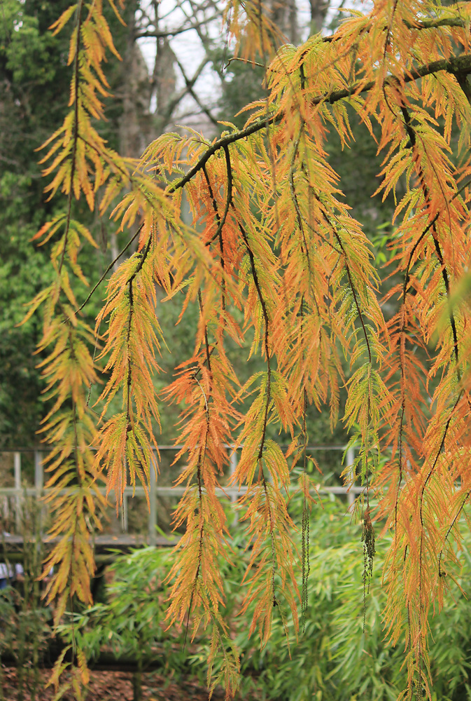 Image of Taxodium huegelii specimen.