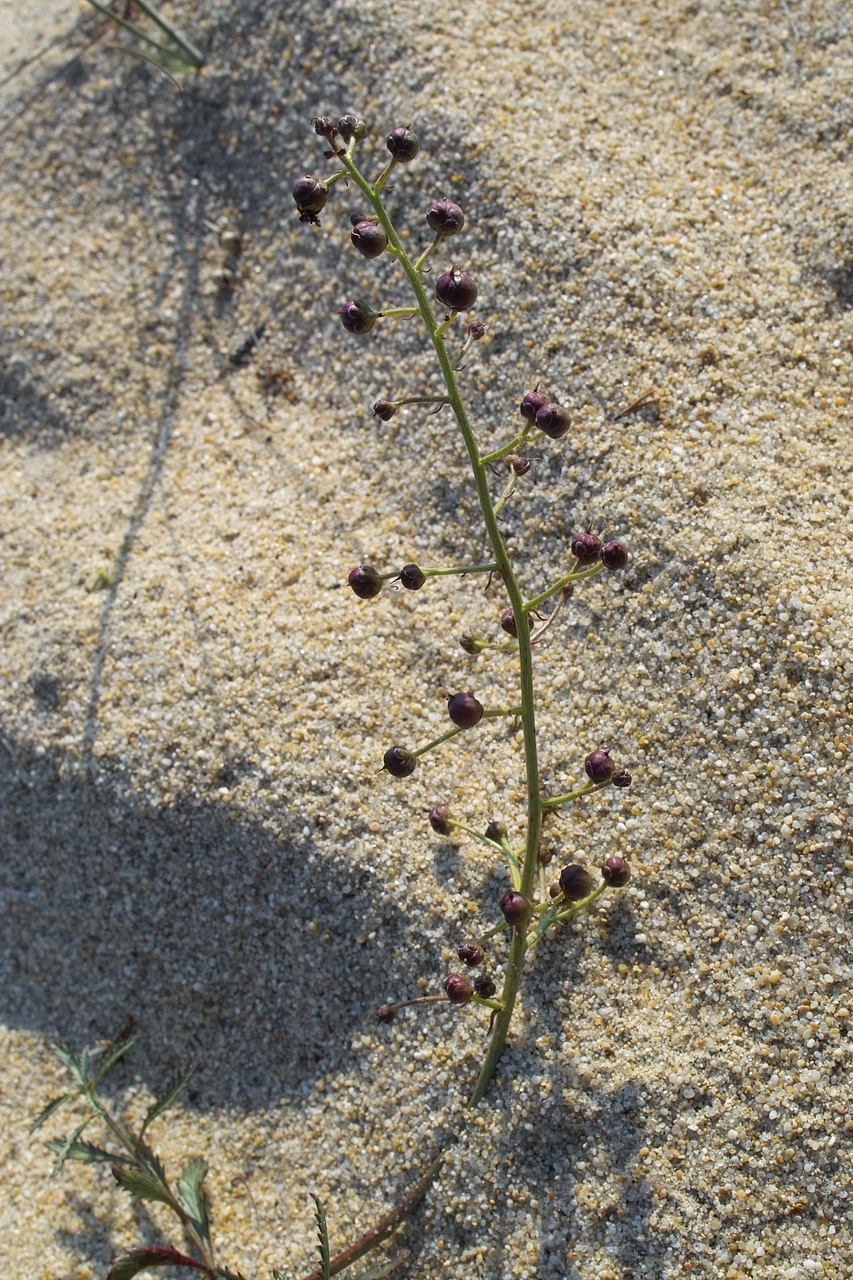 Изображение особи Scrophularia incisa.