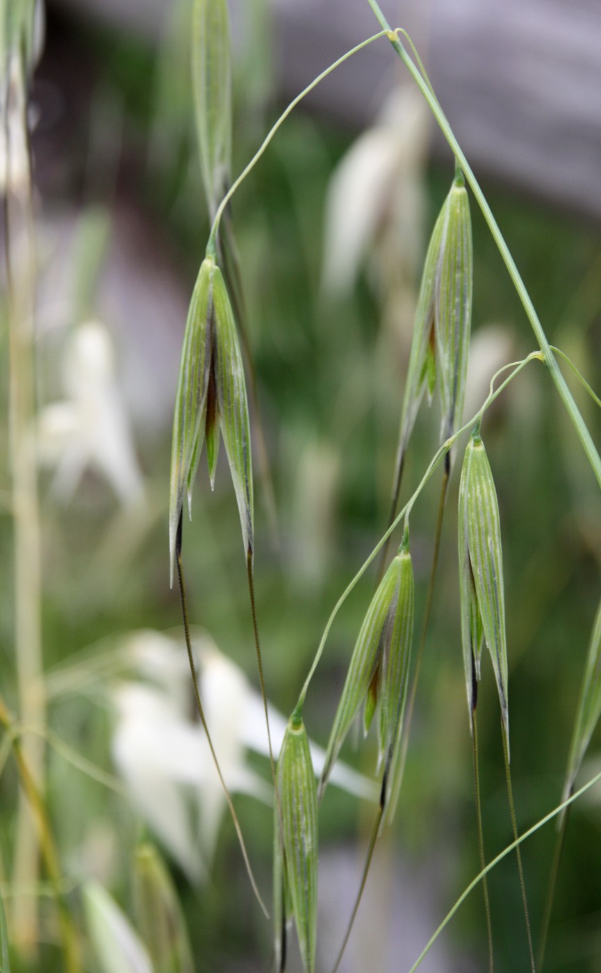 Изображение особи Avena sterilis.