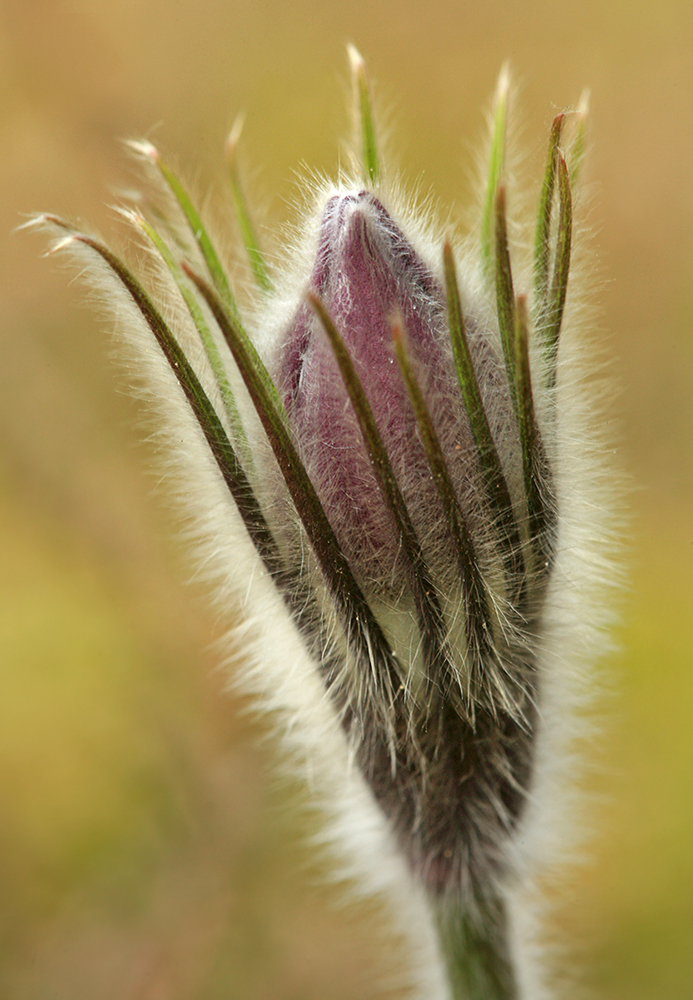 Изображение особи Pulsatilla patens.