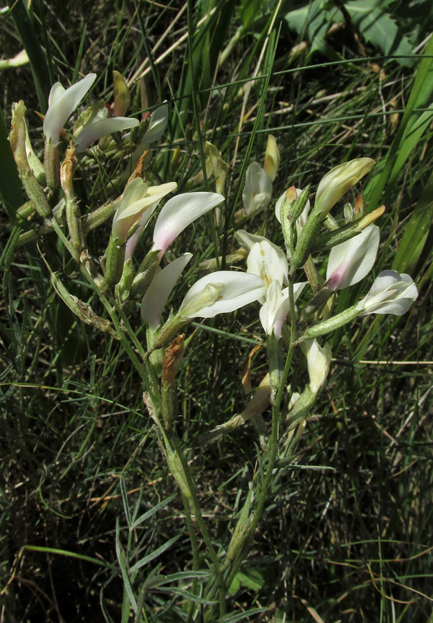 Изображение особи Astragalus ucrainicus.