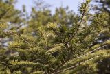 Cedrus libani. Часть ветви молодого дерева. Республика Крым, городской округ Алушта; трасса Алушта-Судак недалеко от Солнечногорского. 14.11.2014.