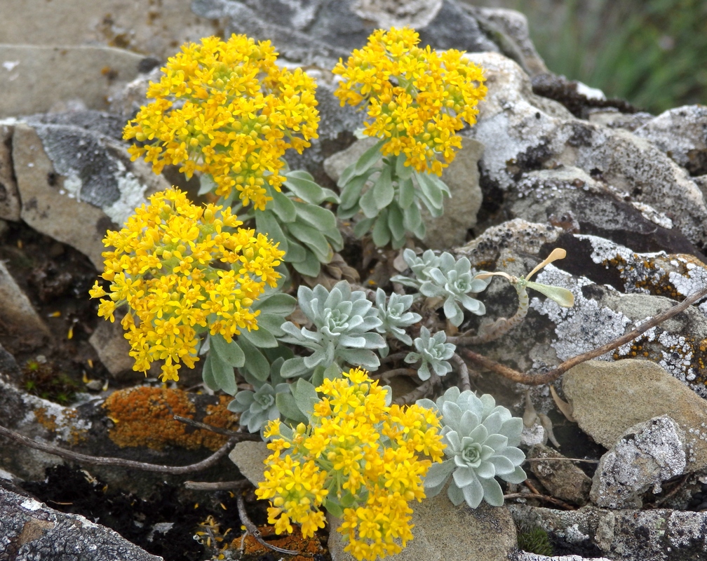 Изображение особи Odontarrhena obtusifolia.