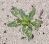 Echium bonnetii. Бутонизирующее растение. Испания, автономное сообщество Канарские острова, о-в Фуэртевентура, провинция Лас Пальмас, муниципалитет Ла Олива, северные окр. пос. Эль Котильо, между мысами la Barra и de la Enrocadiza. 10.03.2016.