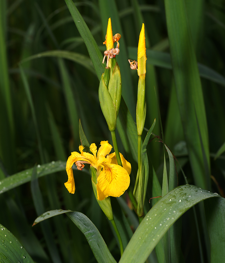 Изображение особи Iris pseudacorus.