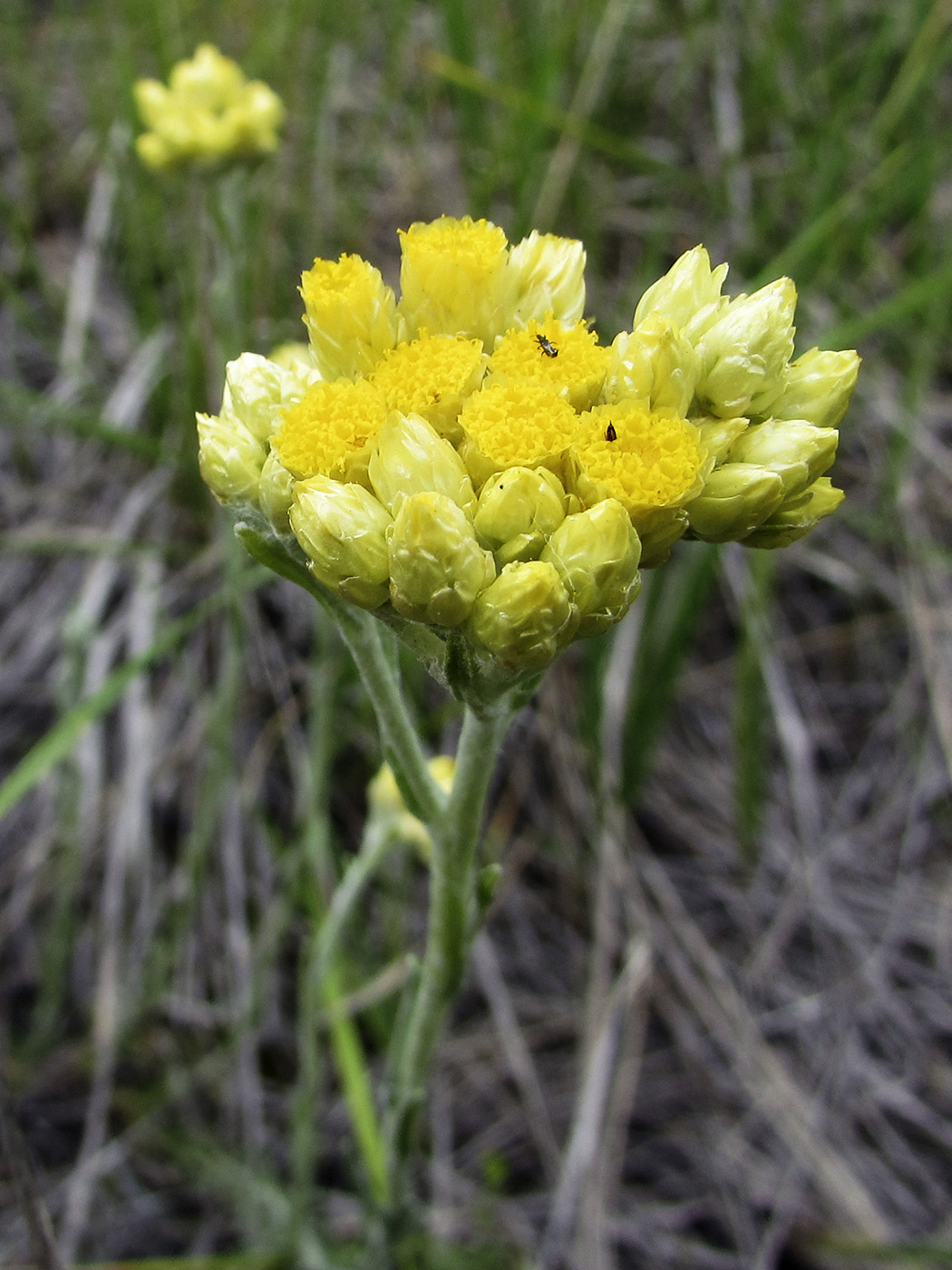 Изображение особи Helichrysum stoechas.