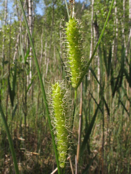 Изображение особи Carex rostrata.