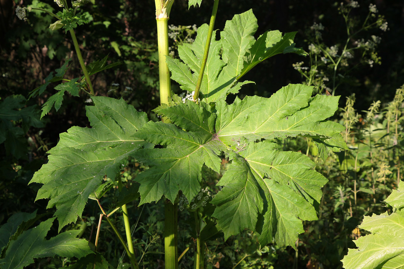 Изображение особи Heracleum sosnowskyi.