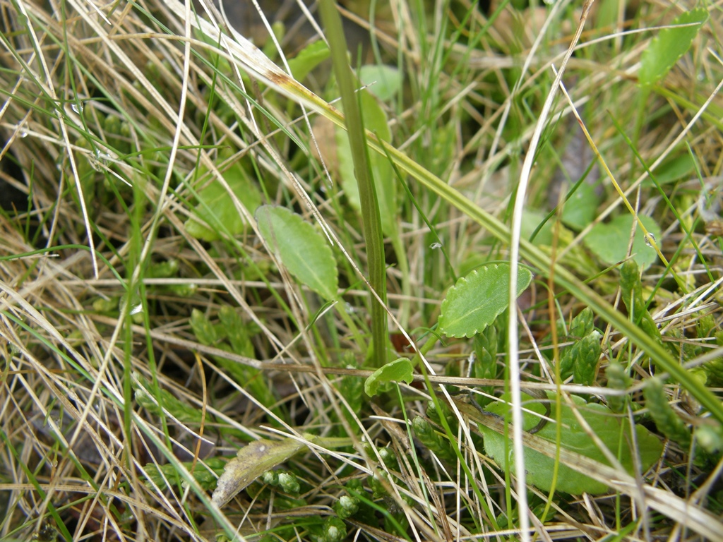 Image of Viola altaica specimen.