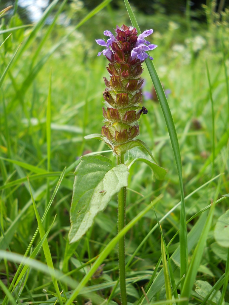 Image of Prunella vulgaris specimen.