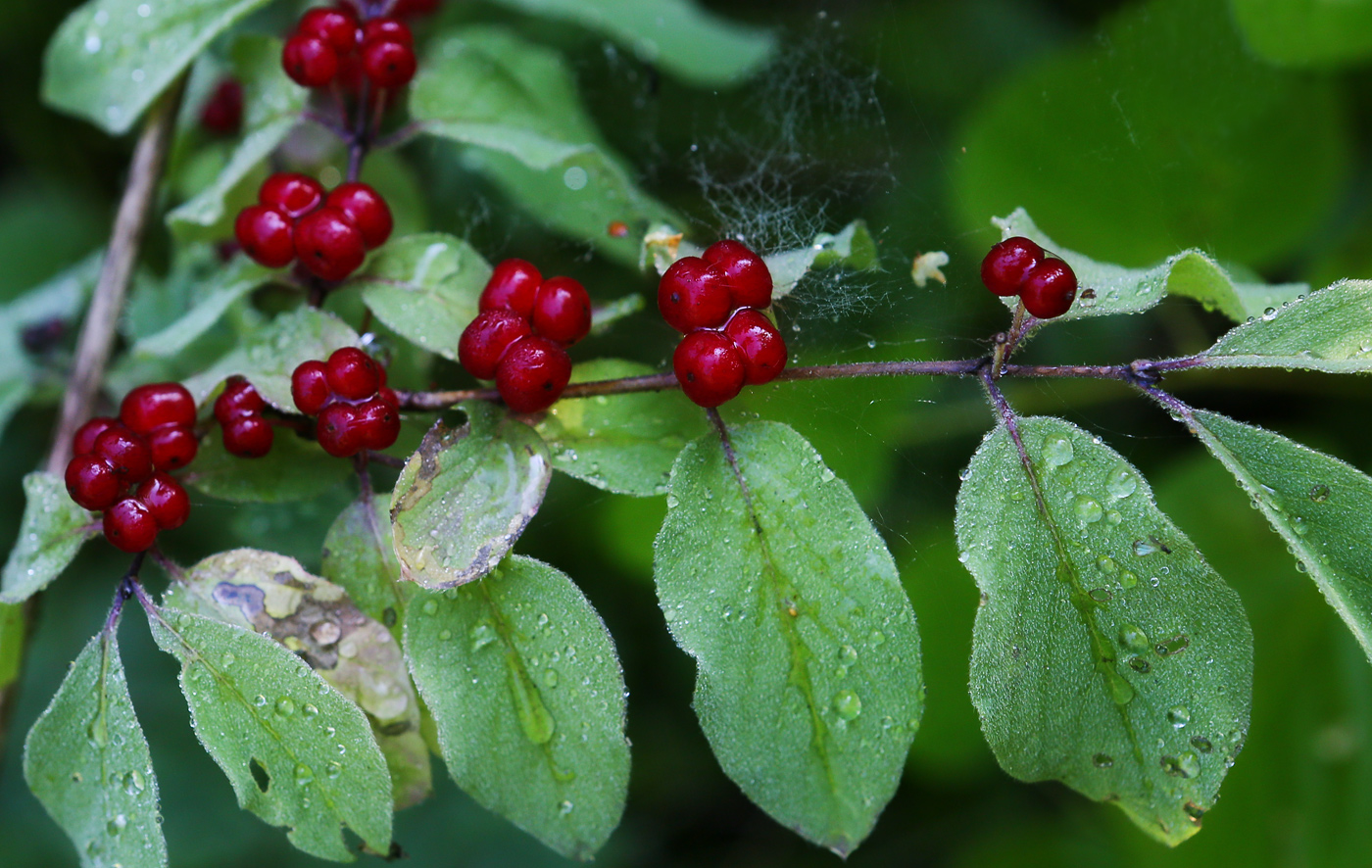 Изображение особи Lonicera xylosteum.