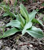 Orchis punctulata