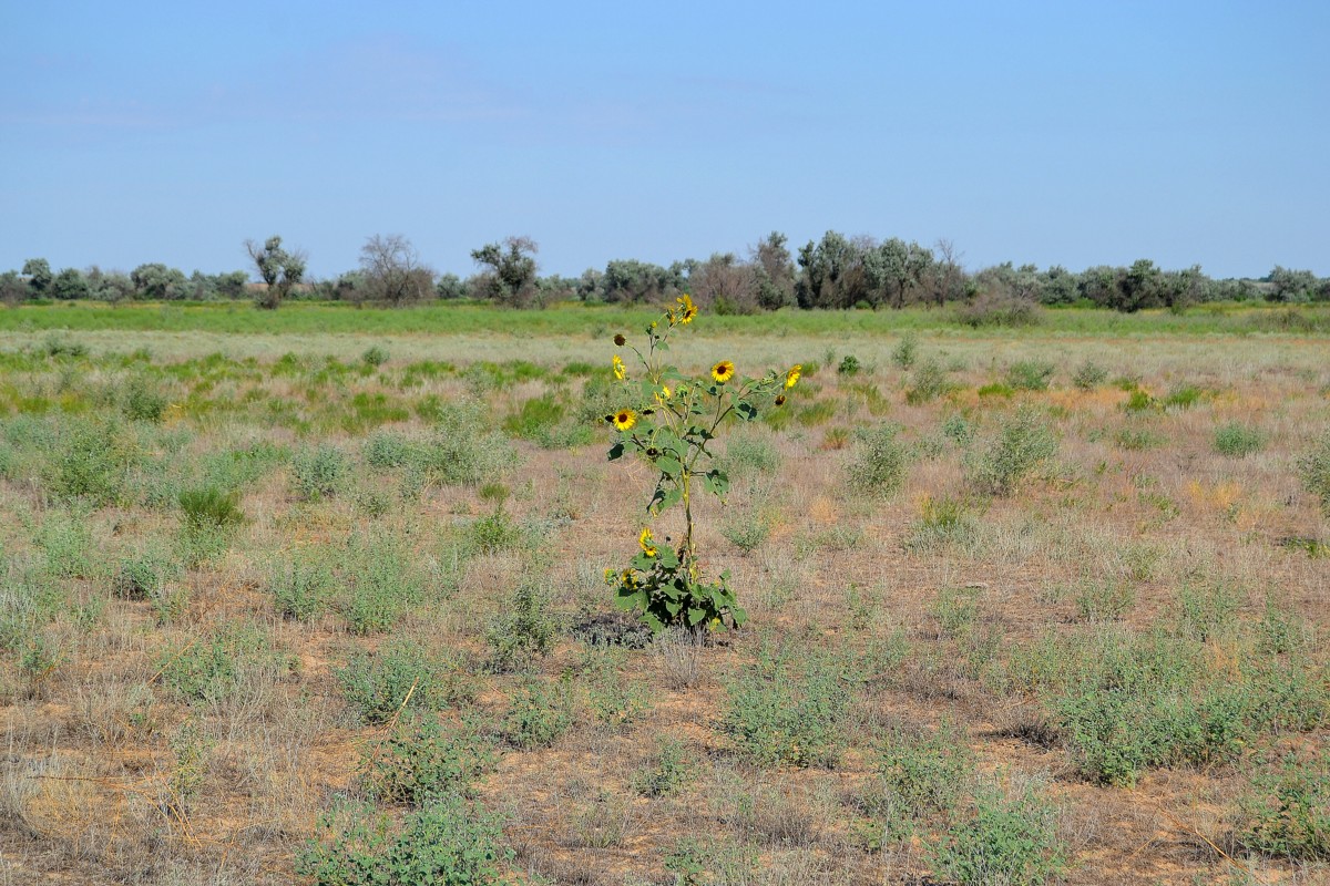 Изображение особи Helianthus lenticularis.