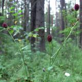 Sanguisorba officinalis