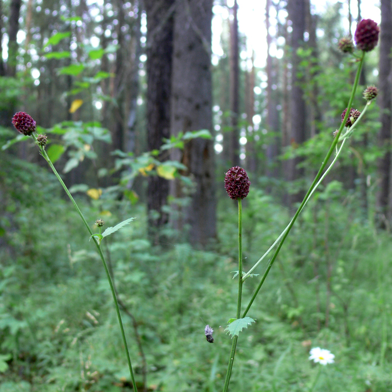 Image of Sanguisorba officinalis specimen.