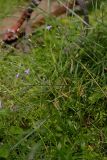 Campanula patula