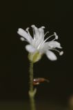 genus Gypsophila