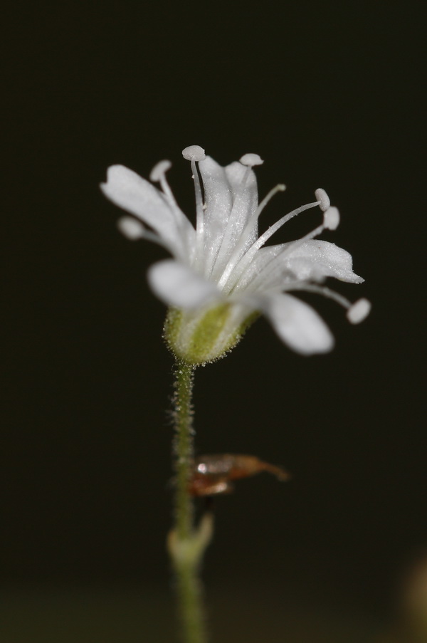 Изображение особи род Gypsophila.