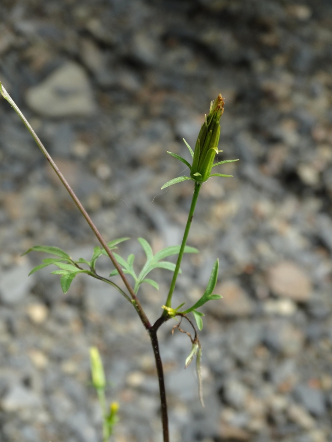 Image of Bidens parviflora specimen.