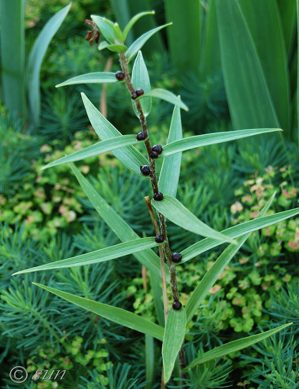 Изображение особи Lilium lancifolium.