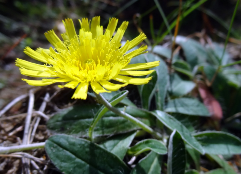 Image of Pilosella officinarum specimen.