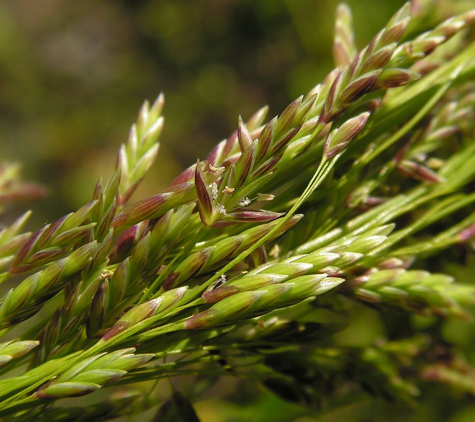 Image of Glyceria lithuanica specimen.