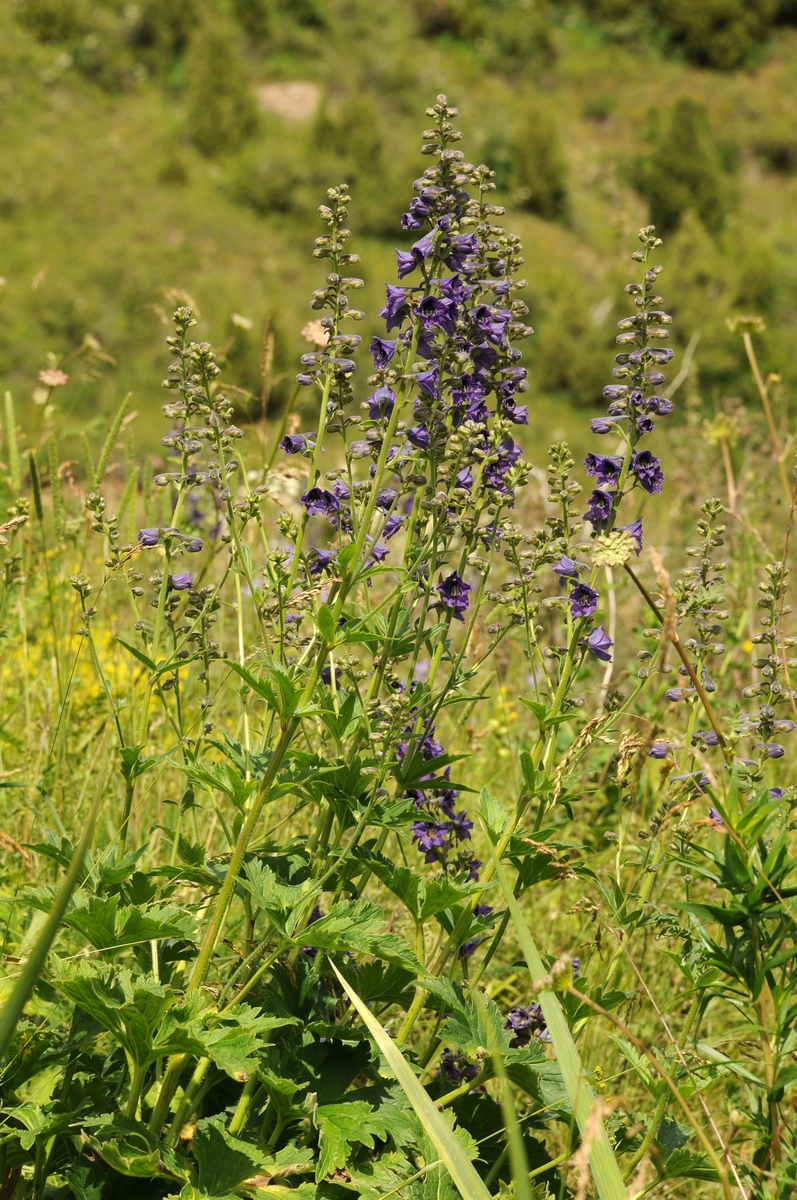Image of Delphinium confusum specimen.
