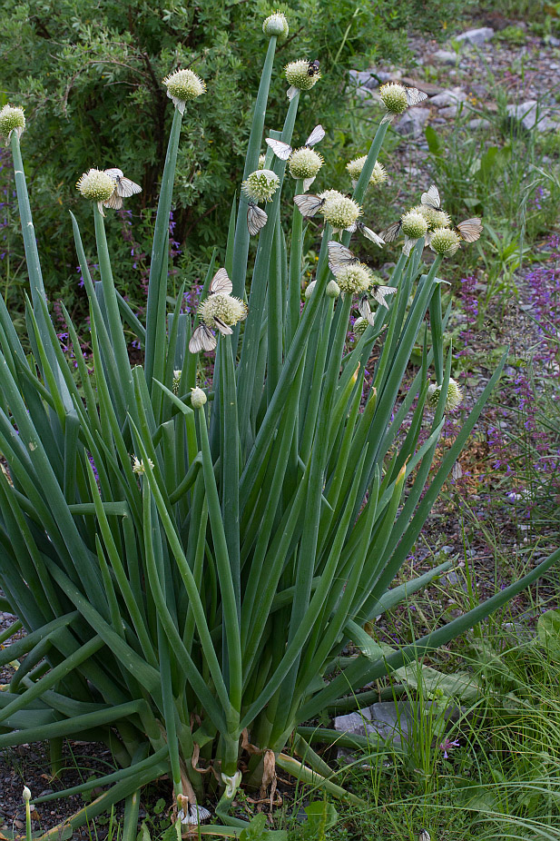 Изображение особи Allium altaicum.