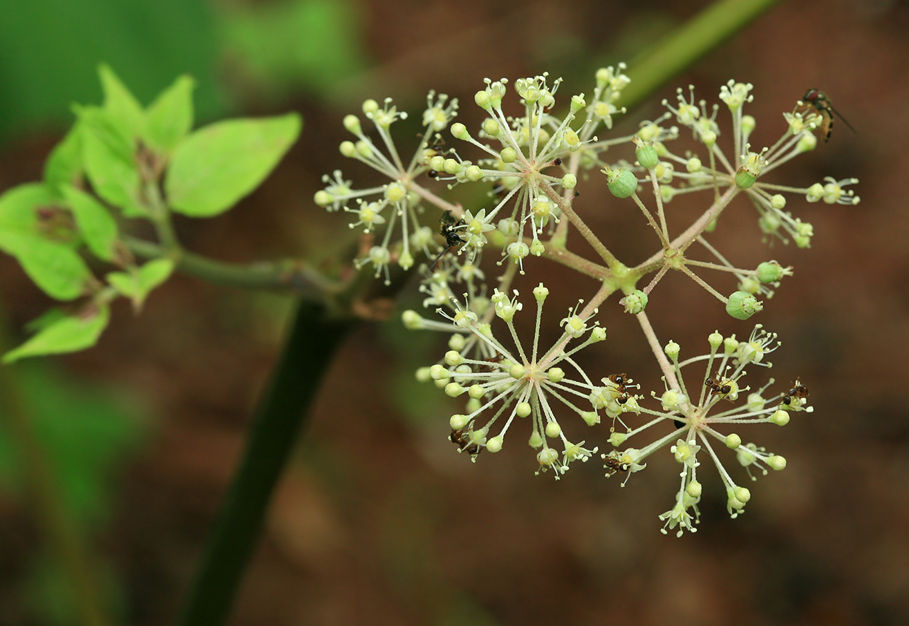 Изображение особи Aralia cordata var. sachalinensis.