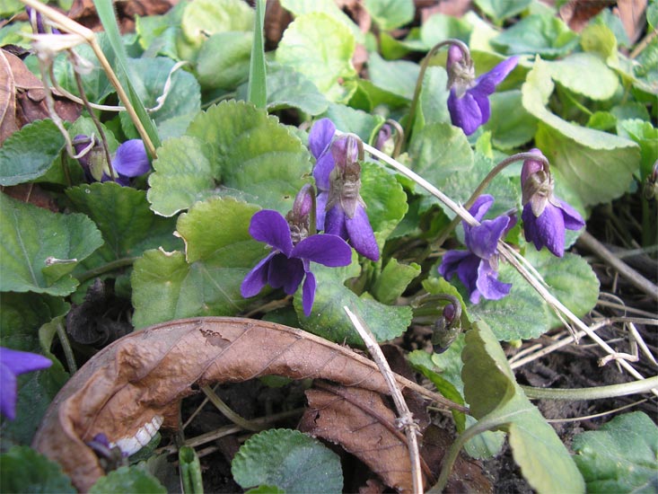 Image of Viola odorata specimen.