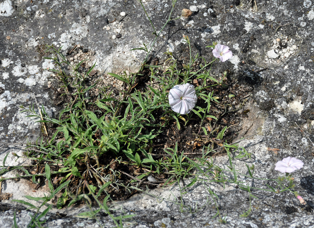 Image of Convolvulus cantabrica specimen.